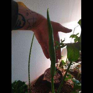 Dracunculus vulgaris
