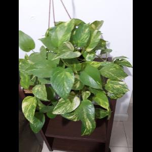 Epipremnum aureum