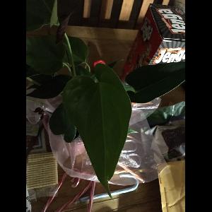 Anthurium andraeanum
