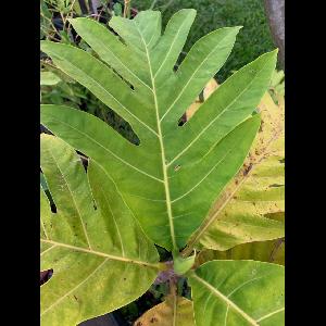 Artocarpus altilis