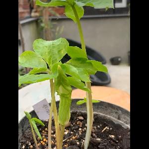 Arisaema amurense