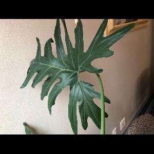Philodendron selloum