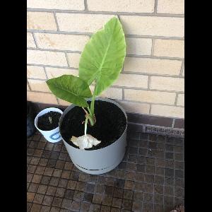 Alocasia macrorrhizos