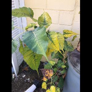 Ficus religiosa