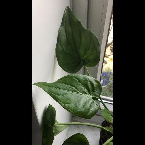 Alocasia cucullata