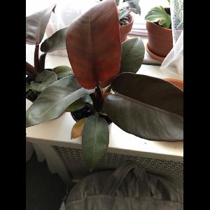 Philodendron erubescens