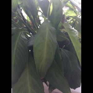 Spathiphyllum floribundum
