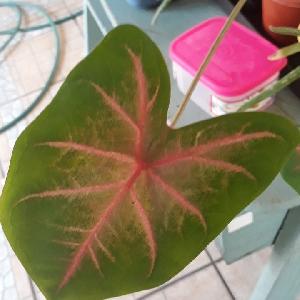 Caladium bicolor