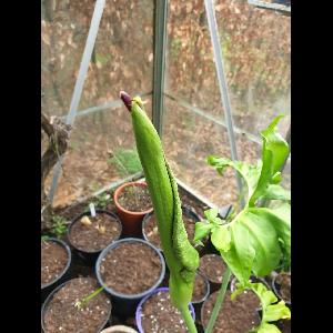 Dracunculus vulgaris