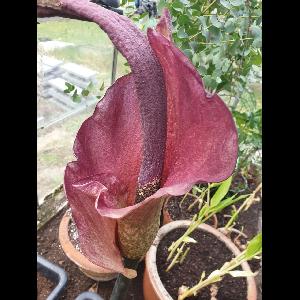 Amorphophallus konjac