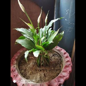 Spathiphyllum wallisii