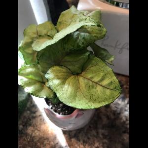 Syngonium podophyllum