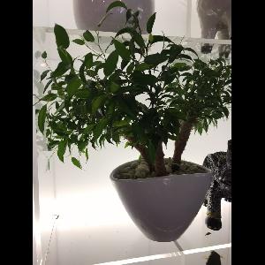Ficus benjamina