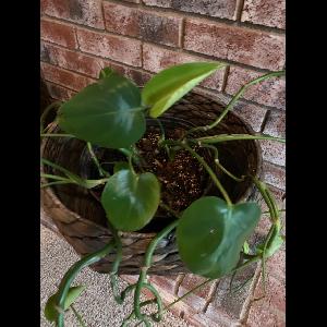 Philodendron cordatum