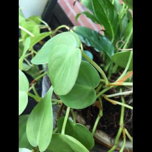 Philodendron cordatum