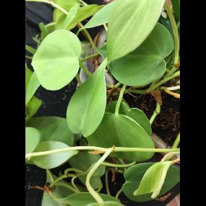 Philodendron cordatum