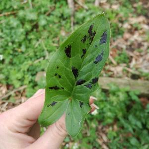Arum maculatum