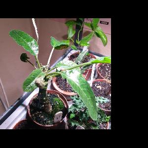 Dorstenia foetida