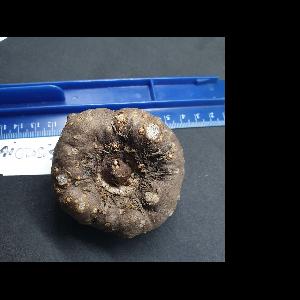 Amorphophallus thaiensis