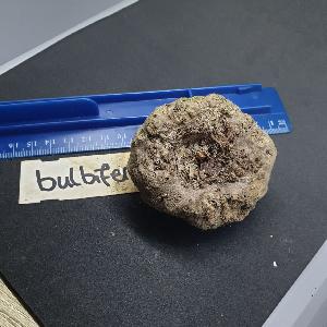 Amorphophallus bulbifer