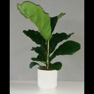 Ficus lyrata