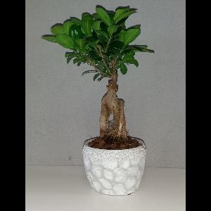 Ficus microcarpa