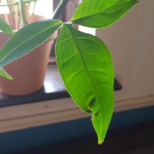 Syngonium podophyllum