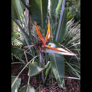 Strelitzia reginae