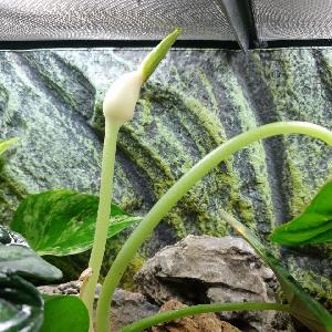 Alocasia 'Dragon Scale'