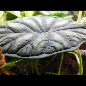Alocasia 'Dragon Scale'