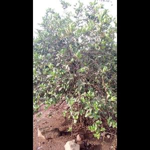Ficus microcarpa