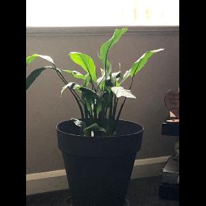 Spathiphyllum wallisii