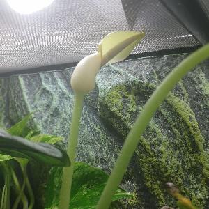 Alocasia 'Dragon Scale'