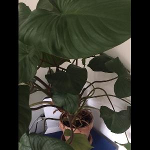 Homalomena rubescens