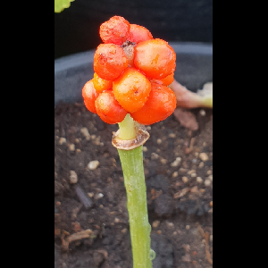 Arum maculatum