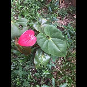 Anthurium andraeanum