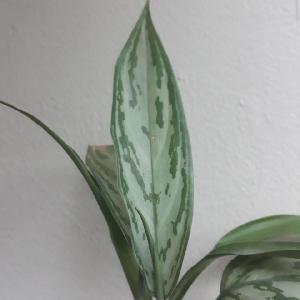Aglaonema modestum
