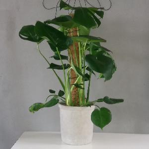 Monstera deliciosa