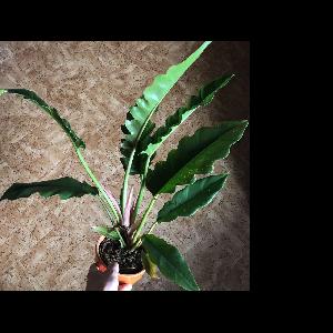 Alocasia lauterbachiana