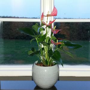 Anthurium andraeanum