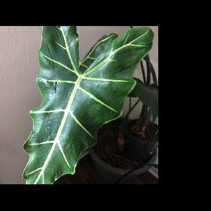 Alocasia sanderiana