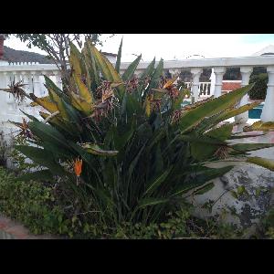 Strelitzia reginae