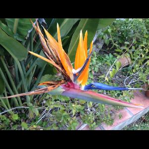 Strelitzia reginae