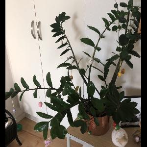 Zamioculcas zamiifolia
