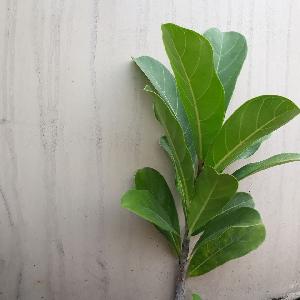 Ficus lyrata