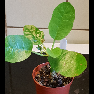 Dorstenia foetida