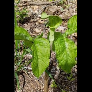 Arisaema triphyllum