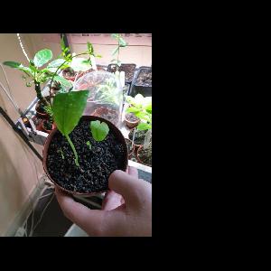 Synandrospadix vermitoxicus