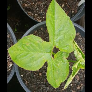 Typhonium trilobatum