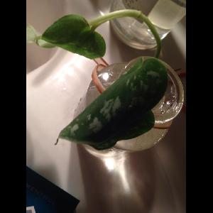 Scindapsus pictus